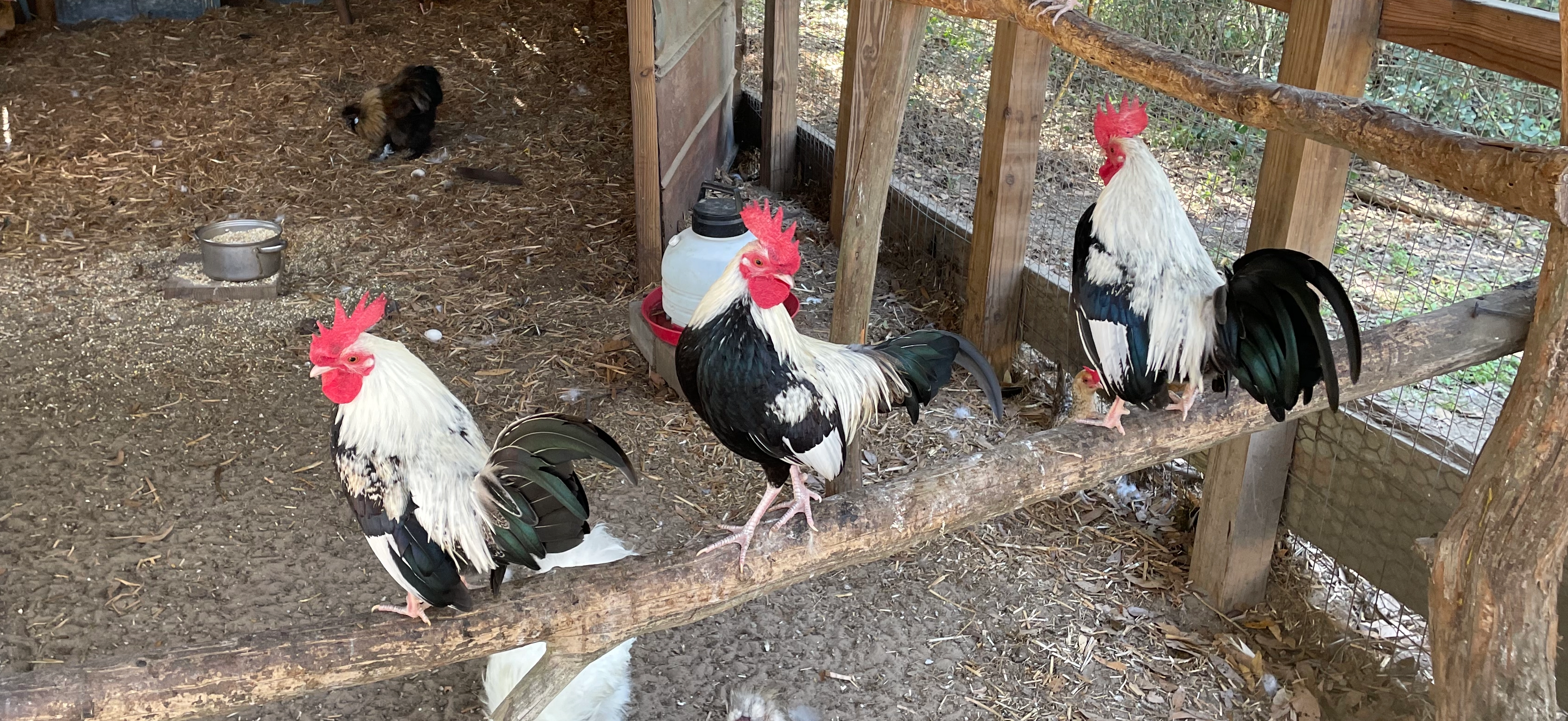 Image of chickens in a coop