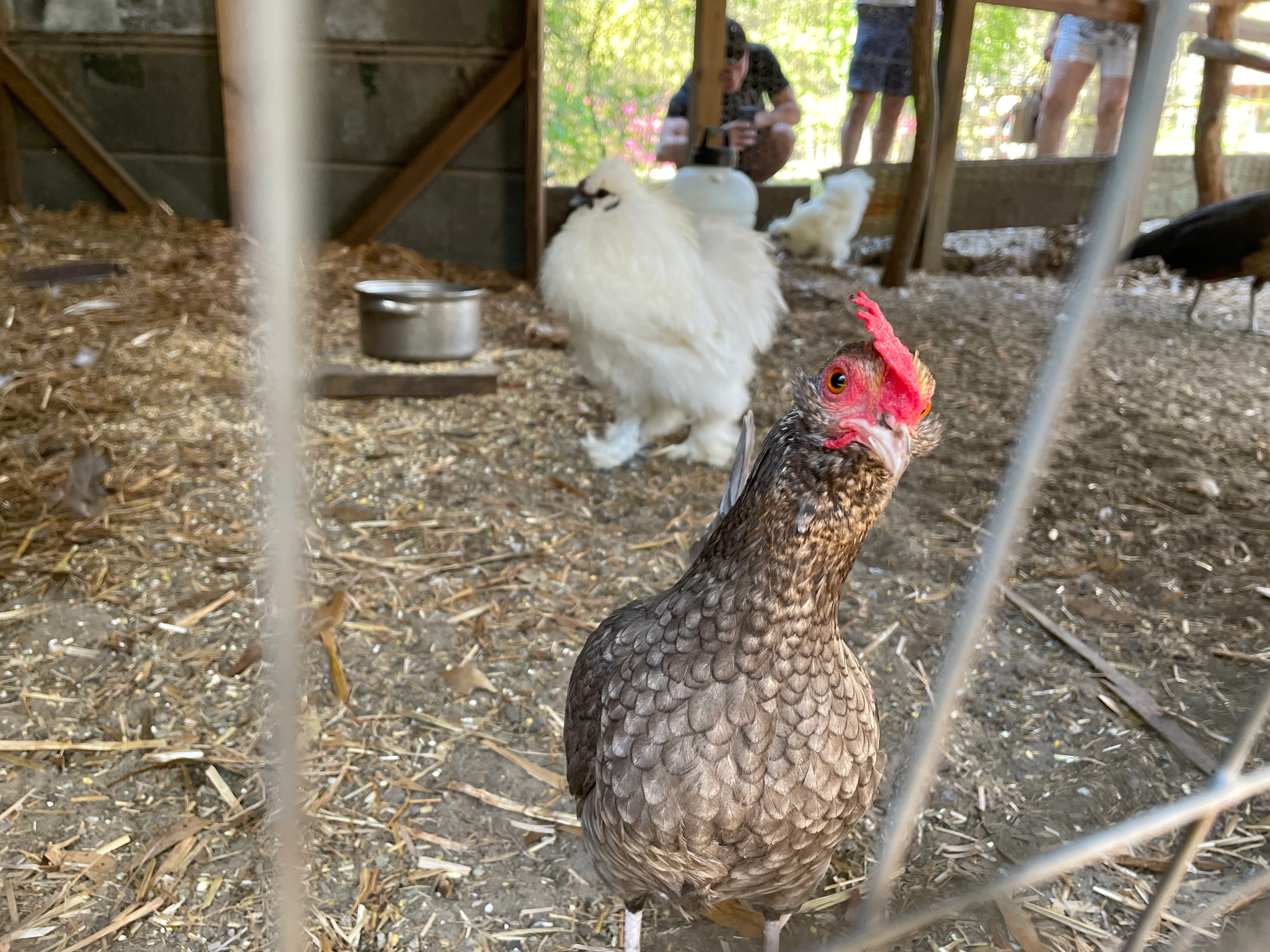 Image of a chicken, close up to the camera