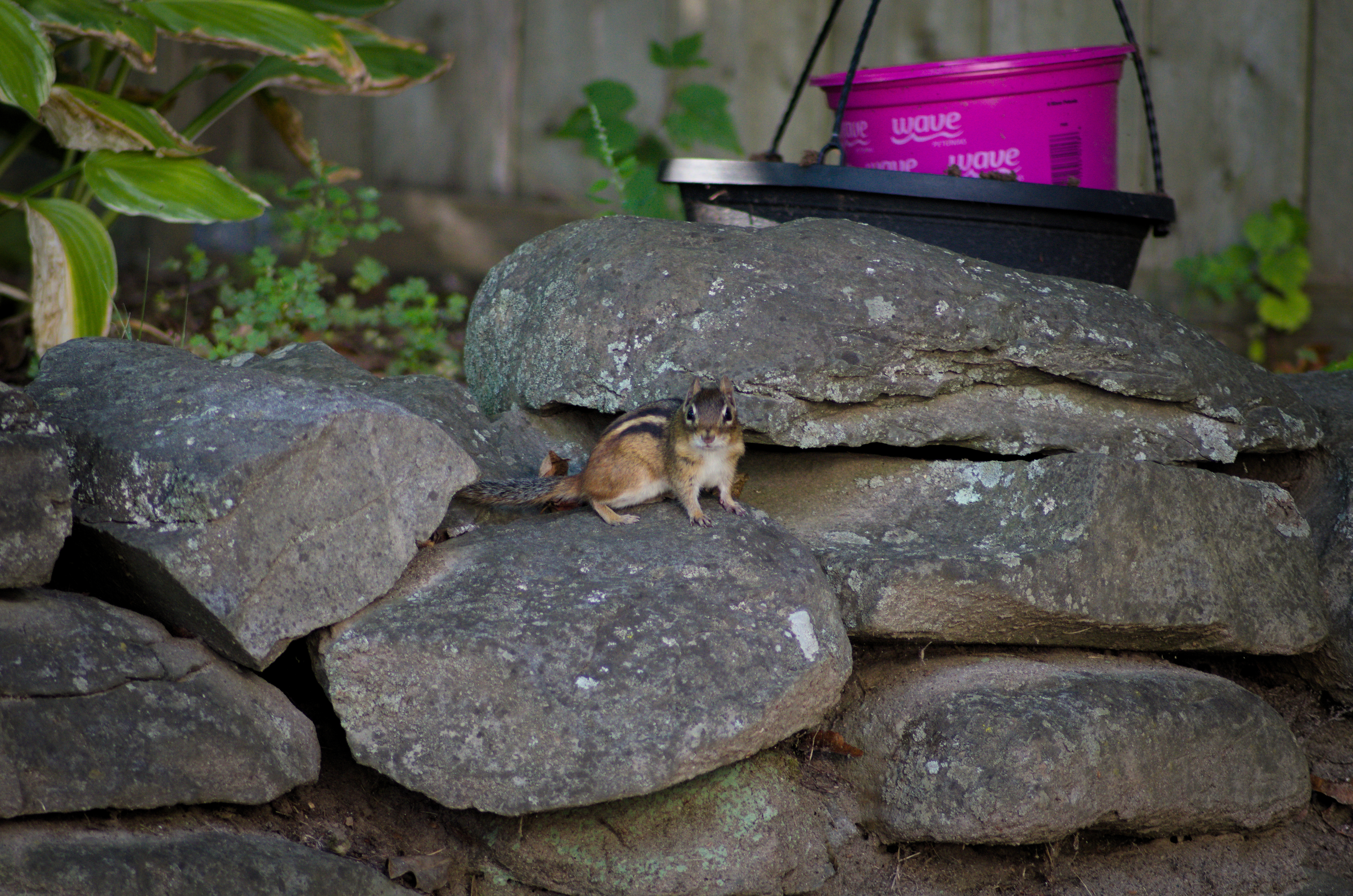 Image of a chipmunk looking into the camera from a rock