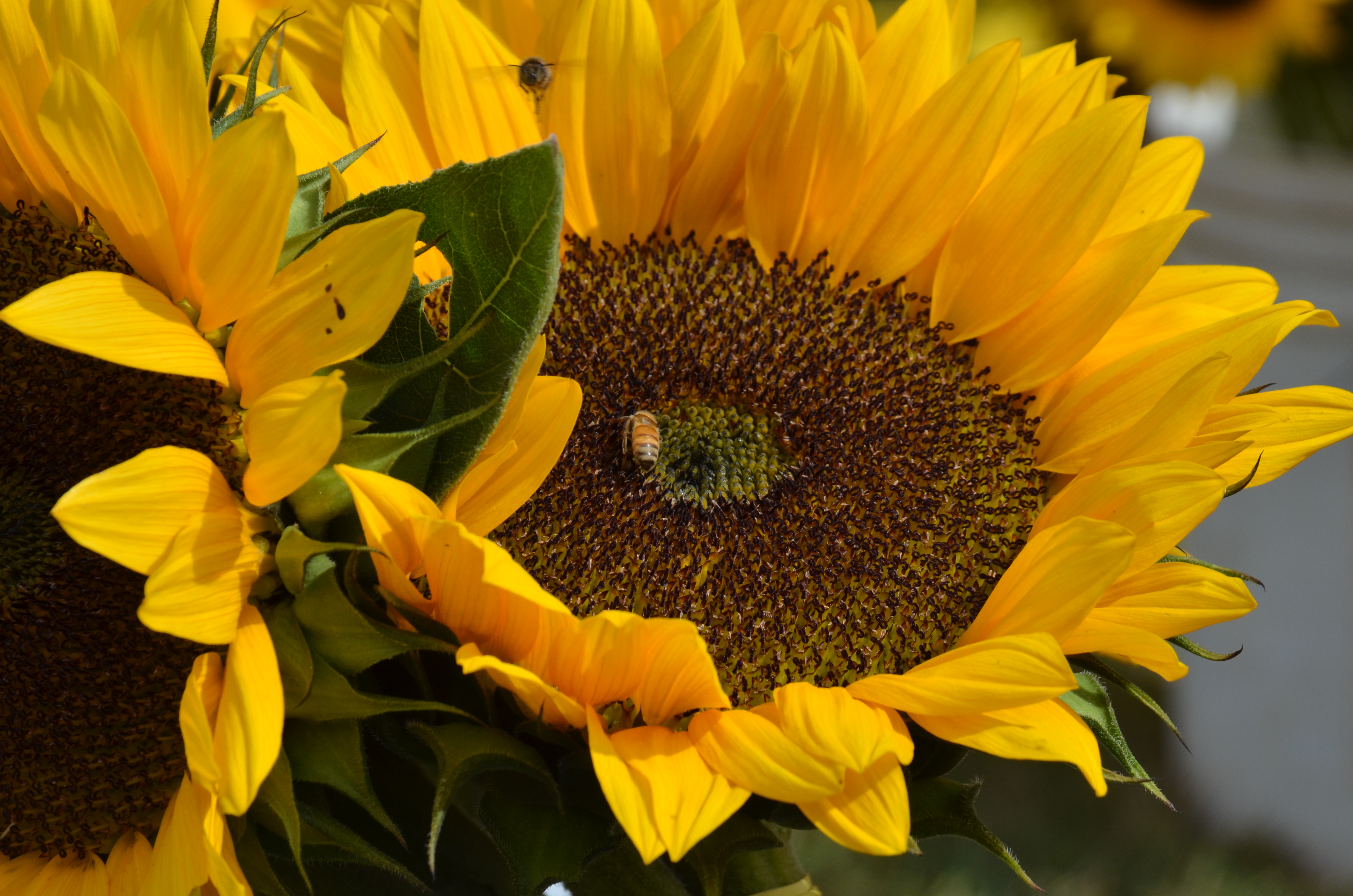 Image of a couple of bees and a sunflower close up