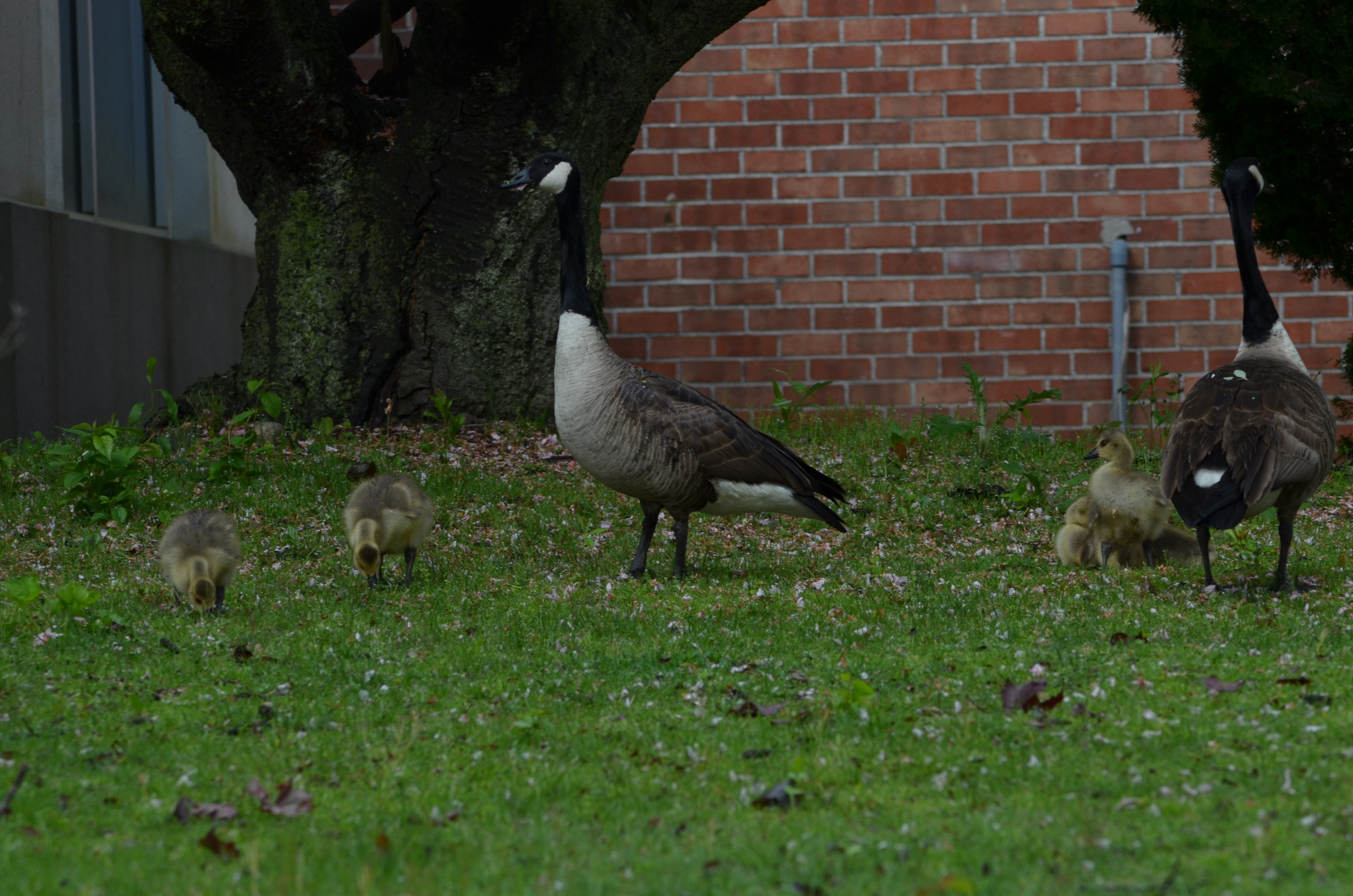 Image of a Canadian geese with several chicks