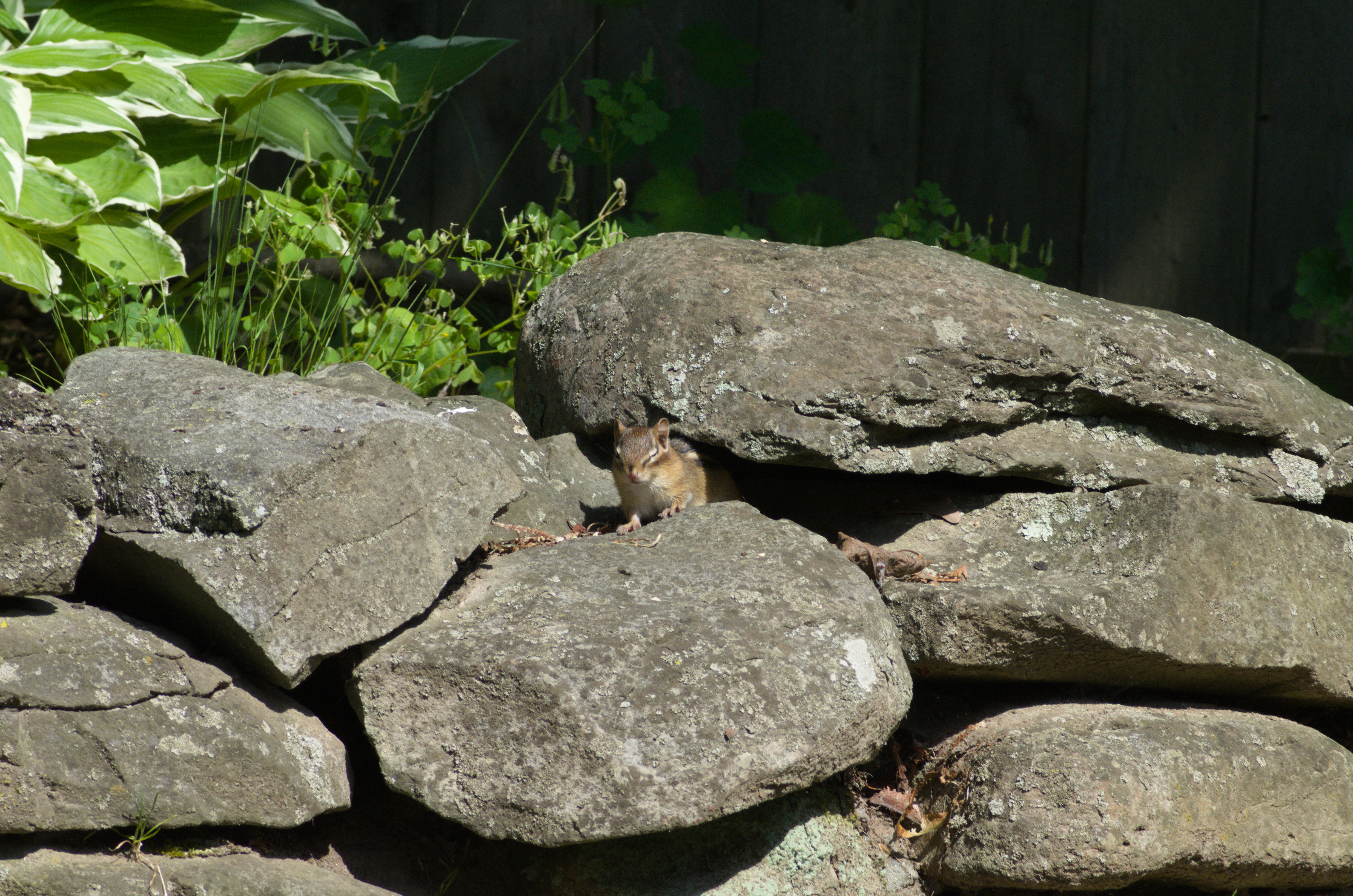 Image of a chipmunk sunbathing on a rock