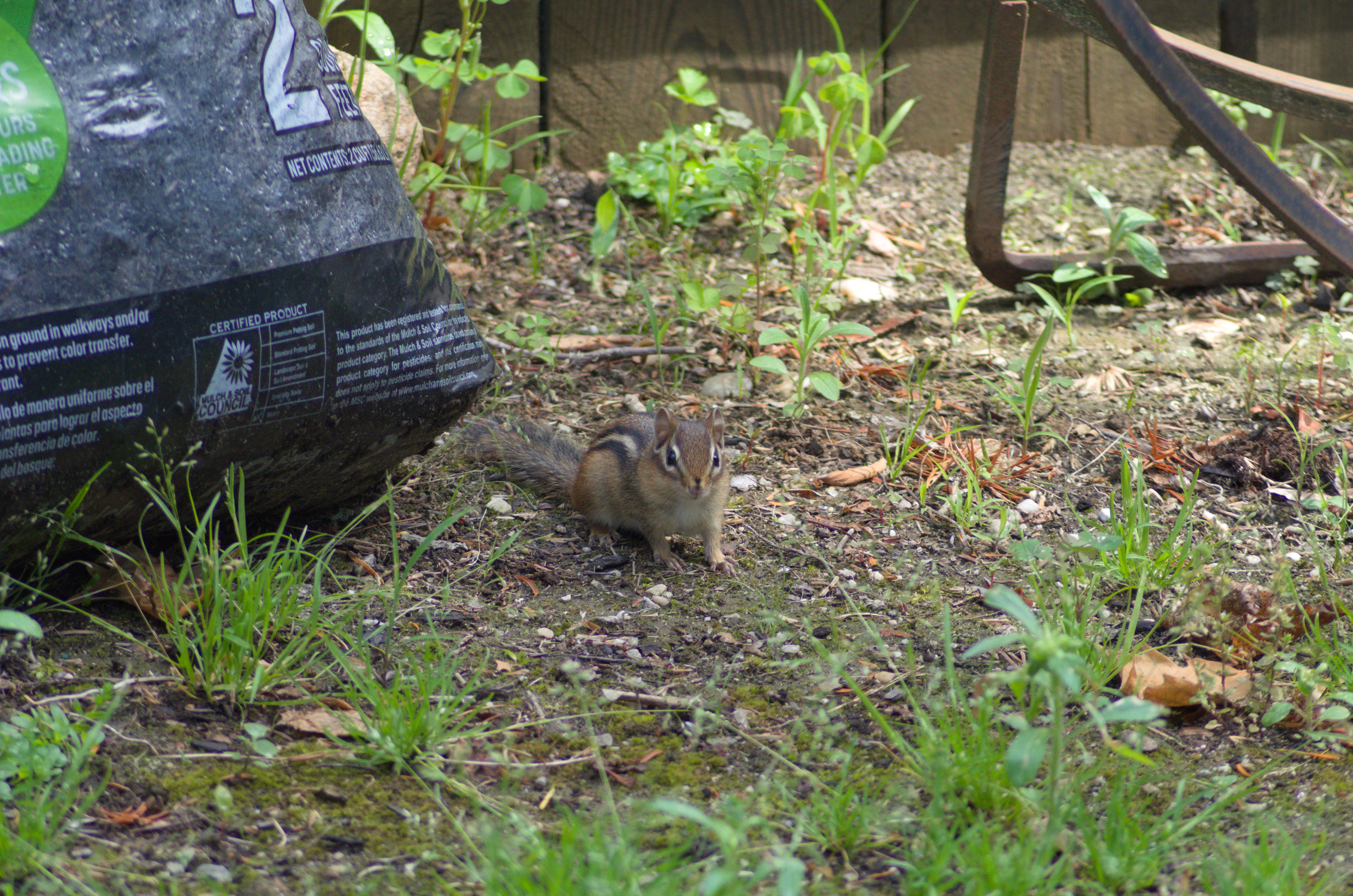 Image of a chipmunk stood on the ground