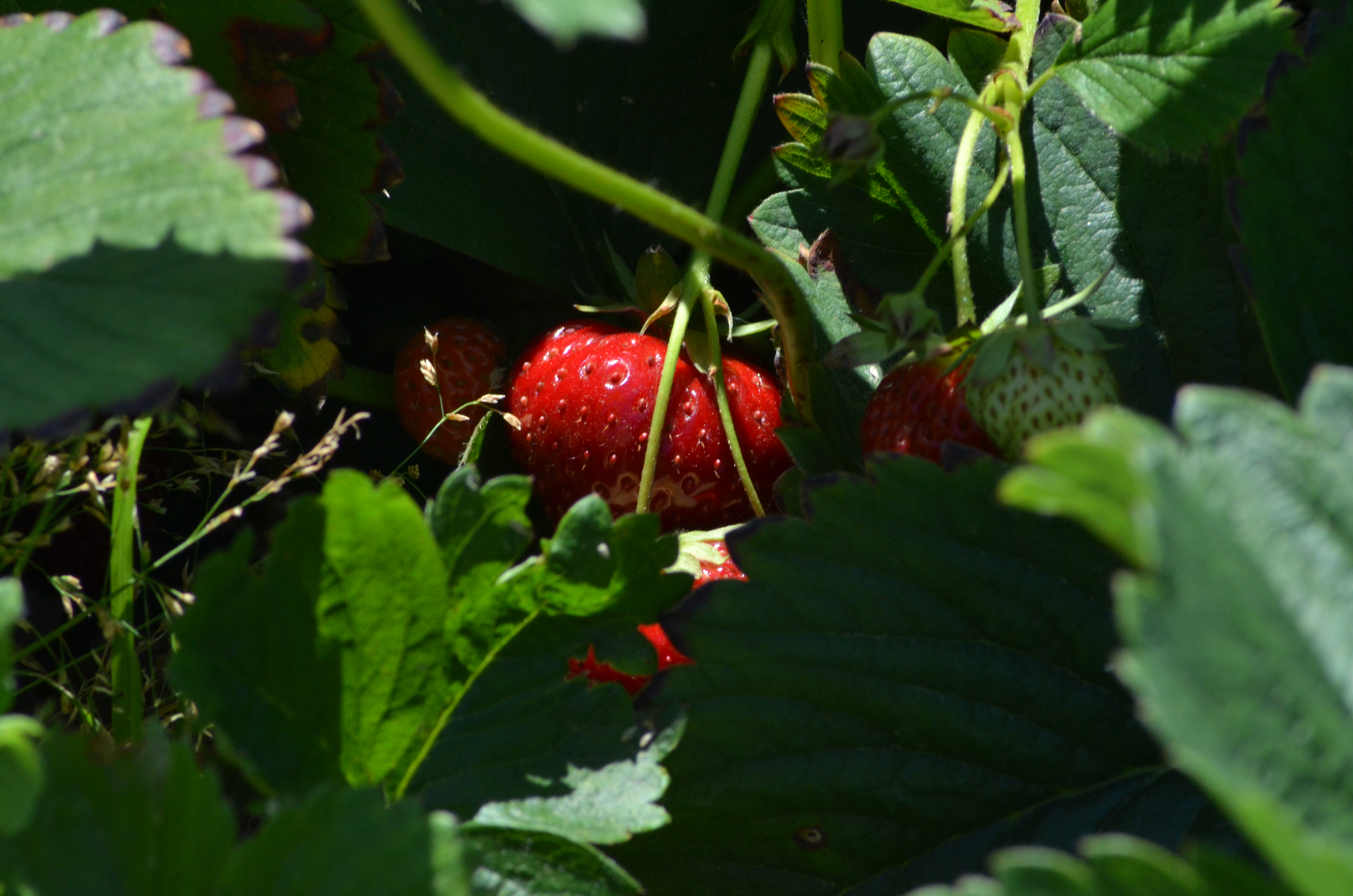 Image of a strawberry growing in a bush