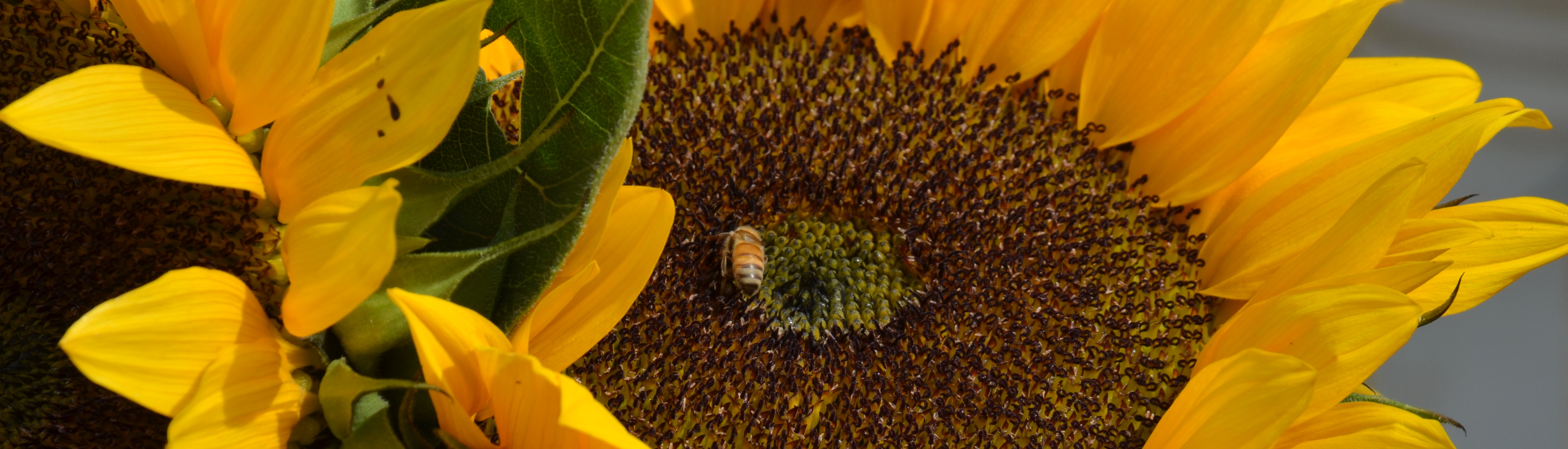Thumbnail image of a sunflower